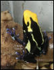 Dendrobates tinctorius cobalt