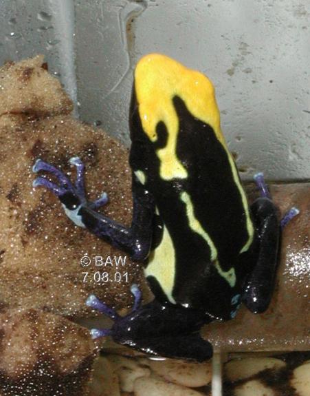 Dendrobates tinctorius cobalt