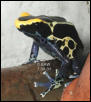 Dendrobates tinctorius cobalt
