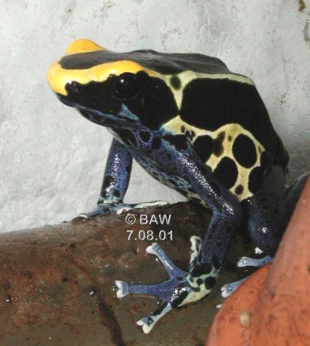 Dendrobates tinctorius cobalt