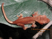 Crested Gecko