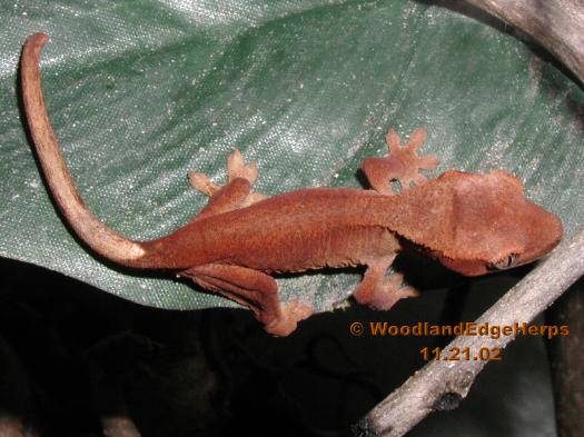 Crested Gecko