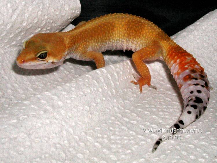 Carrot-tail Leopard Gecko