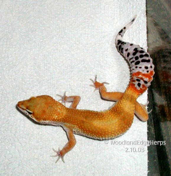 Carrot-tail Leopard Gecko