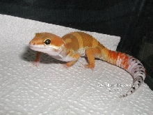 Carrot-tail Leopard Gecko
