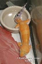 Hypo Tangerine Baldy Leopard