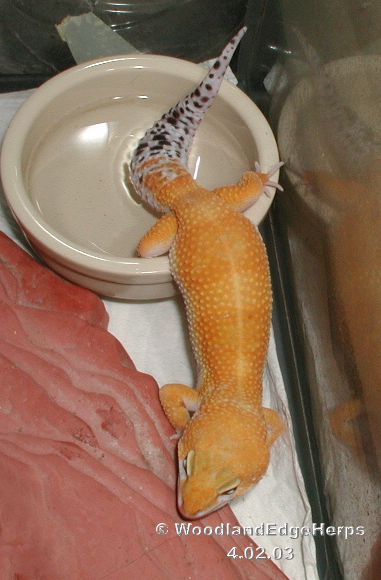 Hypo Tangerine Baldy Leopard