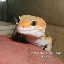 Hypo Tangerine Baldy Leopard