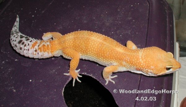 Hypo Tangerine Baldy Leopard