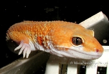 Hypo Tangerine Baldy Leopard