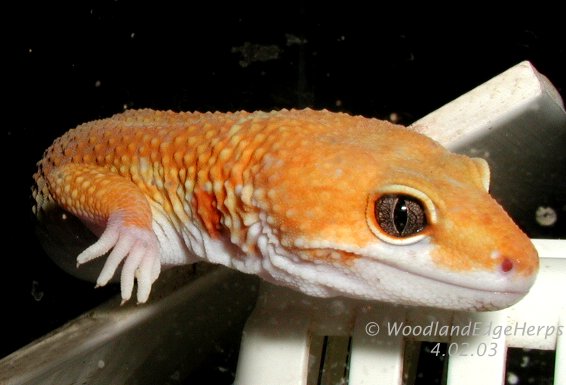 Hypo Tangerine Baldy Leopard
