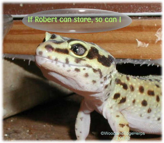 Elsie trying to out-stare Robert