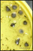 Fertile and Infertile Dart Eggs