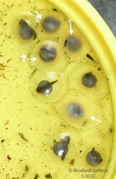 Fertile and Infertile Dart Eggs