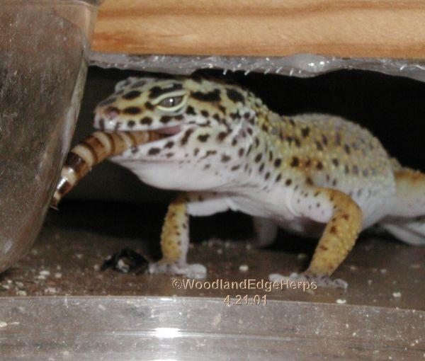 Fine Dining Doesn't Get Any Better