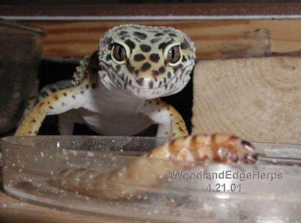 Food! I smell wonderful food