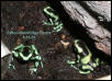 Dendrobates auratus