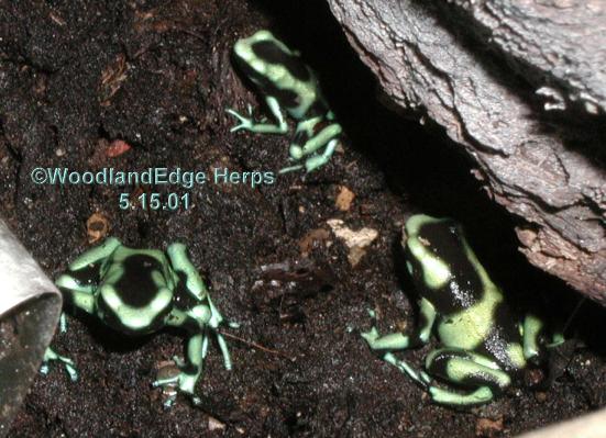 Dendrobates auratus