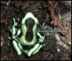 Dendrobates auratus