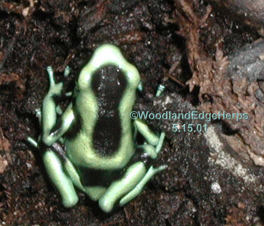 Dendrobates auratus