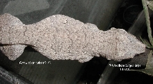 Rhac. auriculatus - gravid
