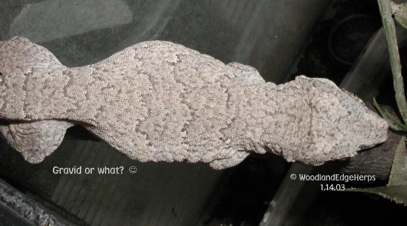 Rhac. auriculatus - gravid
