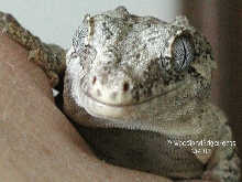 Rhac. auriculatus
