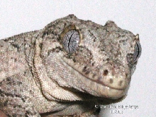 Rhac. auriculatus