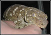 Oscar Leachianus