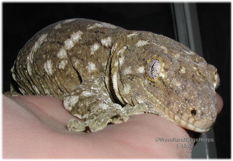 Oscar Leachianus
