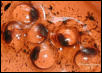 Leucomelas Eggs Day 10