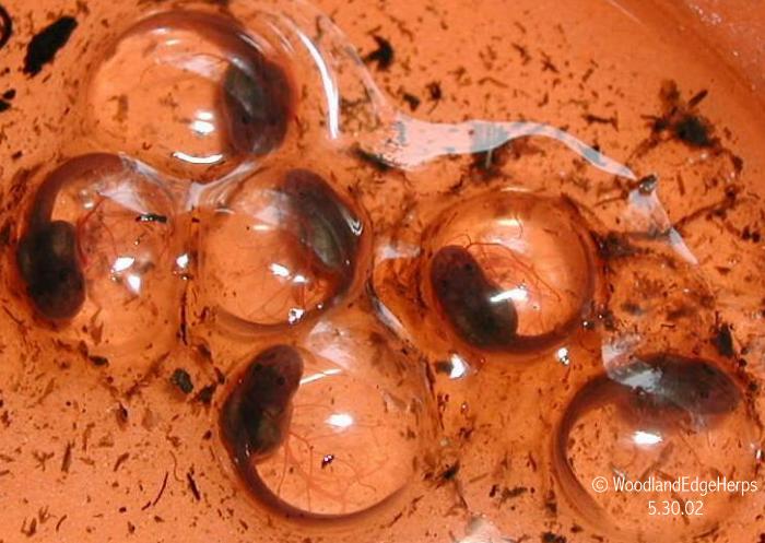Leucomelas Eggs Day 10