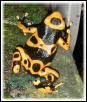 Dendrobates leucomelas