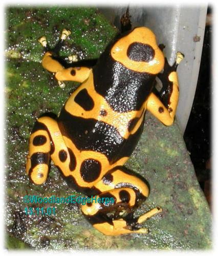 Dendrobates leucomelas