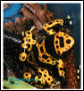 Dendrobates leucomelas