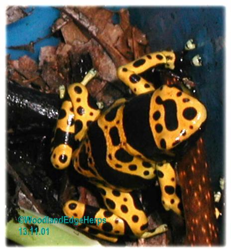 Dendrobates leucomelas