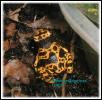 Dendrobates leucomelas