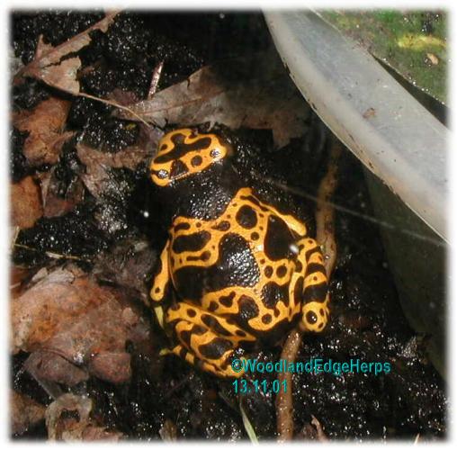 Dendrobates leucomelas