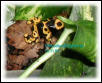 Dendrobates leucomelas