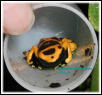 Dendrobates leucomelas