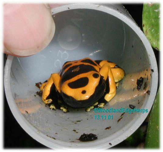 Dendrobates leucomelas