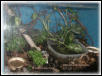 Leucomelas Tank