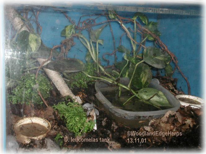 Leucomelas Tank