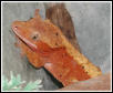 R. ciliatus