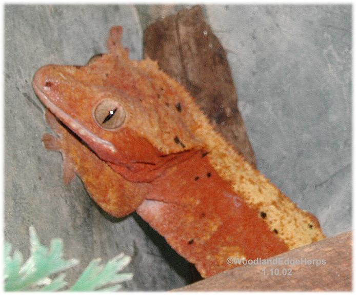 R. ciliatus