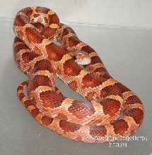 Corn Snake