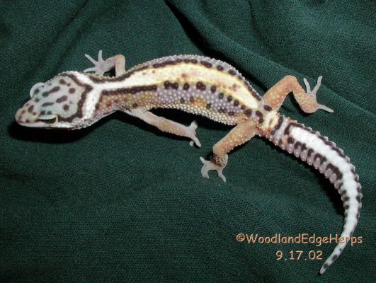 Striped Leopard