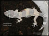 Leopard Gecko "Mummy Morph"