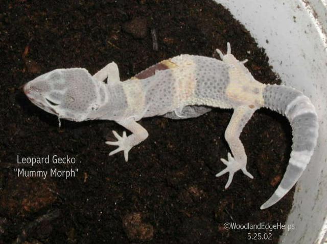 Leopard Gecko "Mummy Morph"