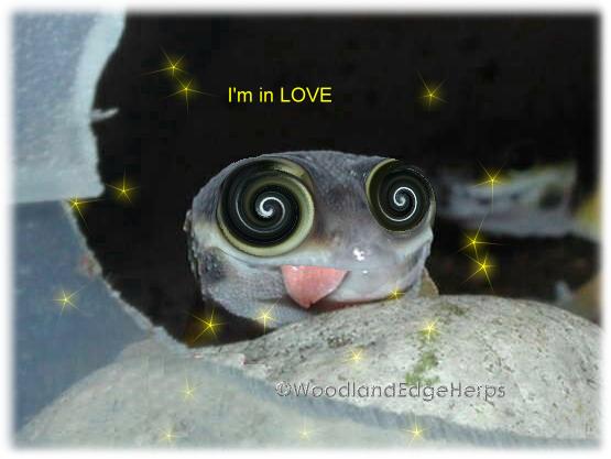 Munchkin attacked by Love Bugs